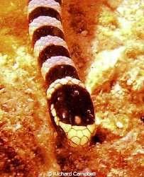 sssssssnake  DC1000.. by Richard Campbell 